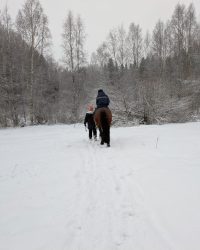 Talvi metsä