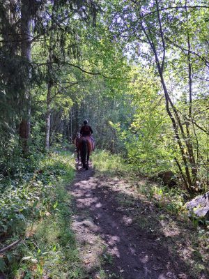 kesä metsä